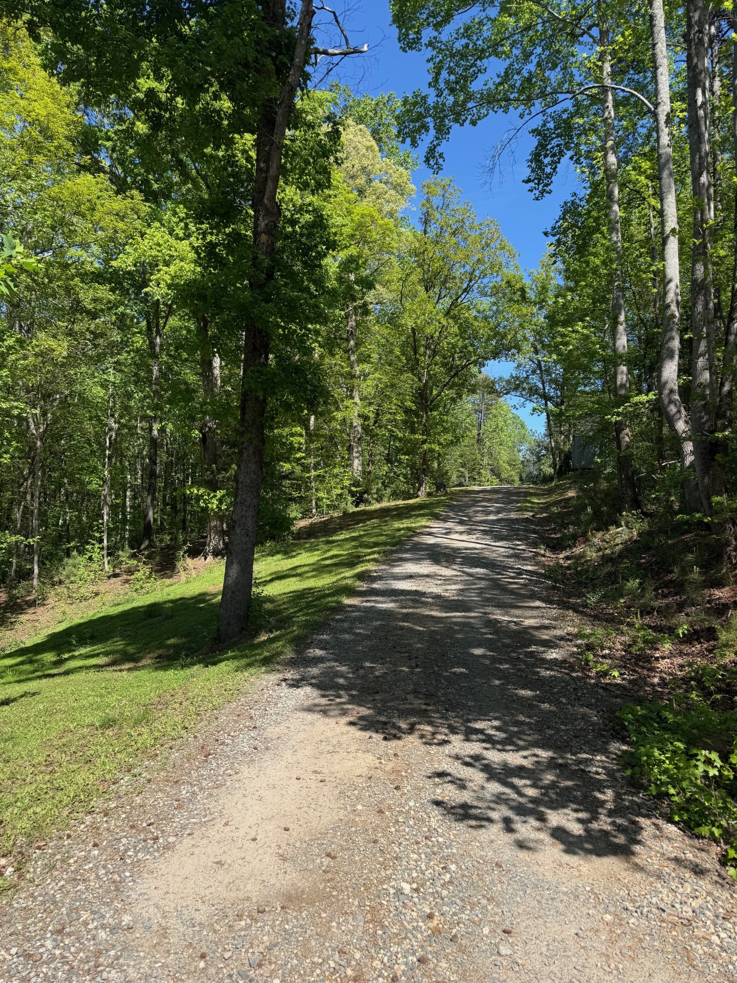 Tree-lined gravel driveway on the Charlotte property