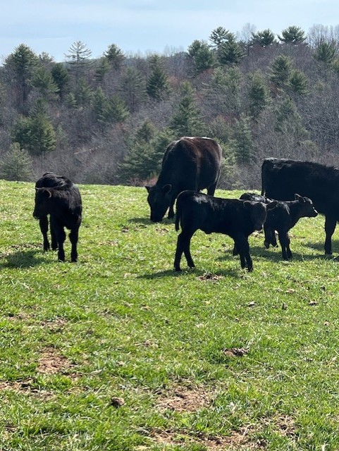 Black Angus cattle on pasture at Frost Farms in Virginia