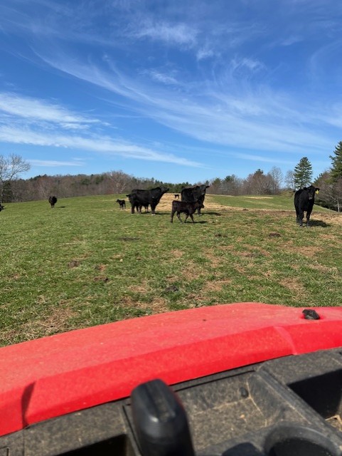 Angus herd at feeding time in the Blue Ridge Mountains