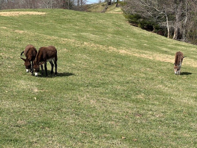 Farm donkeys serving as herd guardians
