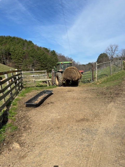 Cattle feeding in front pasture with mountain backdrop