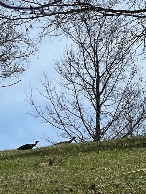 Heritage turkeys on the Virginia farm